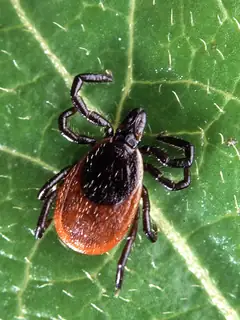 Lyme disease