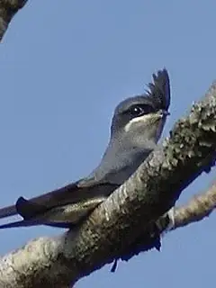 Treeswift