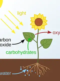 Photosynthesis