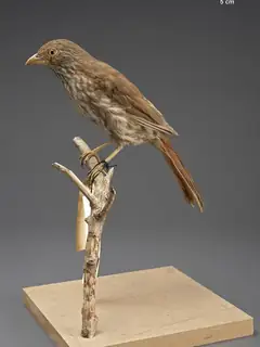 South Island piopio