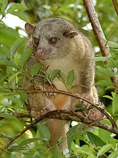 Bassaricyon