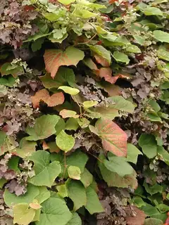 Vitis coignetiae