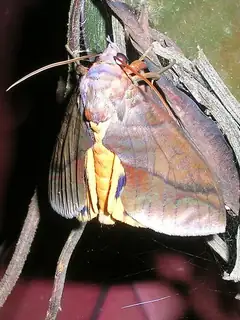 Eudocima phalonia