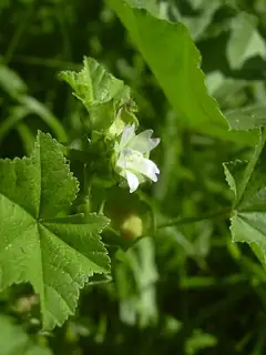 Malvaceae