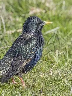 Common starling