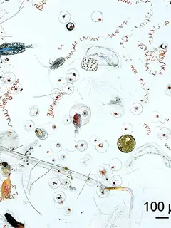 Plankton
