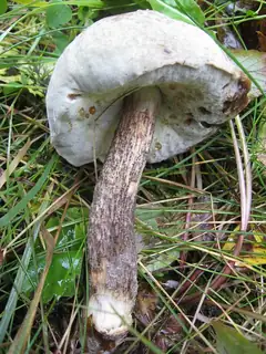 Hypomyces chrysospermus