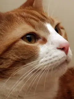 Whiskers