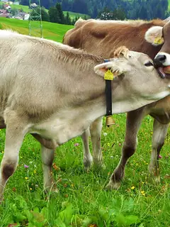 Livestock
