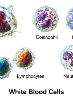 White blood cell