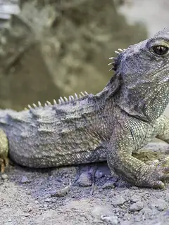 Reptile