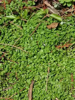 Mentha requienii