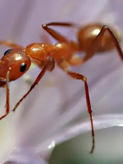 Ant