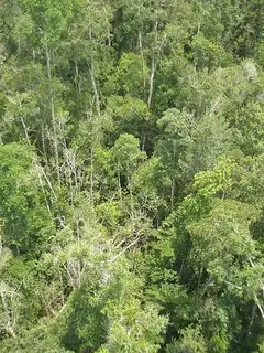 Peat swamp forest