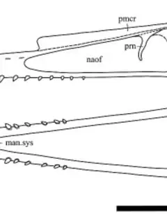 Monofenestrata