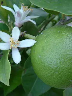 Lime