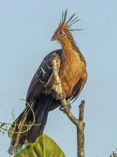 Hoatzin