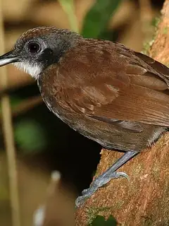 Antbird