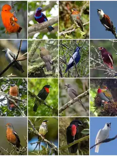 Cotingidae