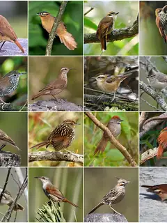 Ovenbird