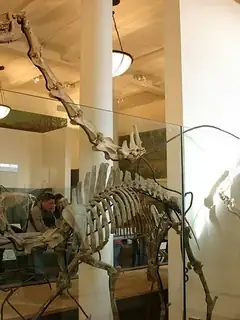 Aepycamelus