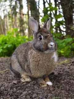 Rabbit