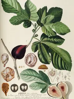 Fig