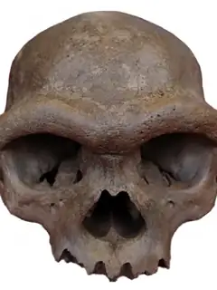 Denisovan