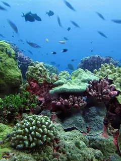 Phoenix Islands Protected Area