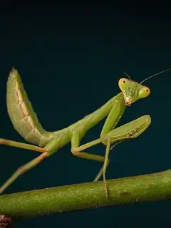 Mantis