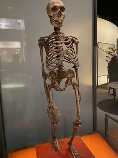 Neanderthal