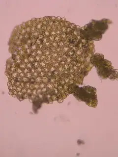 Asexual reproduction