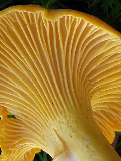 Chanterelle