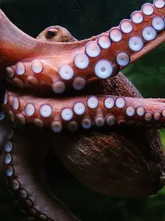 Cephalopod intelligence