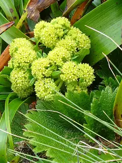 Azorella polaris