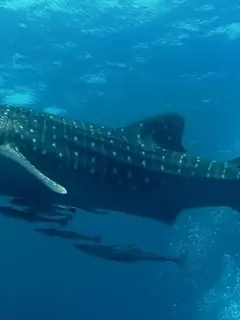 Whale shark