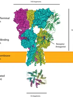 Glutamate receptor