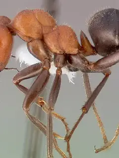 Formica obscuripes