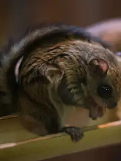 Old World flying squirrel