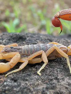 Scorpion