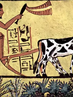 History of agriculture