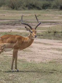 Impala