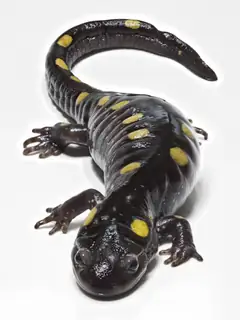 Salamander
