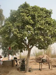 Mitragyna