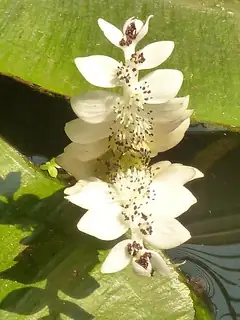 Aponogeton
