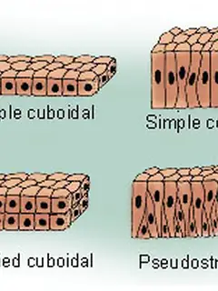 Epithelium