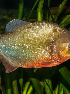 Piranha