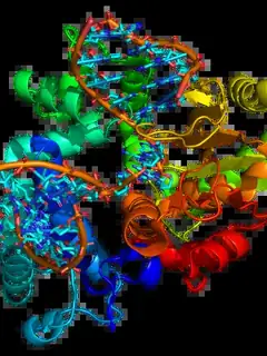 Terminal deoxynucleotidyl transferase