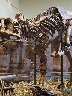 Tyrannosaurus