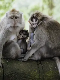 Monkey